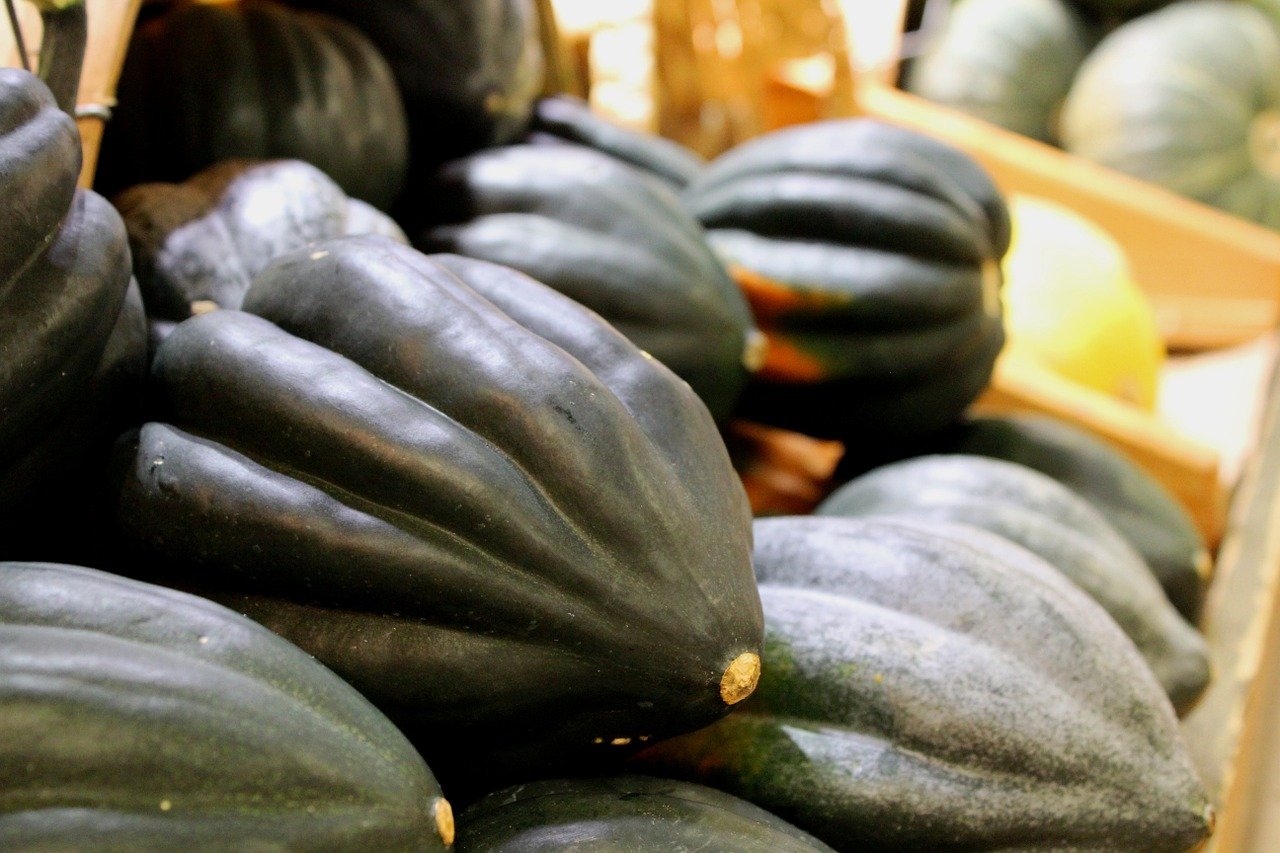 acorn squash how to grow it