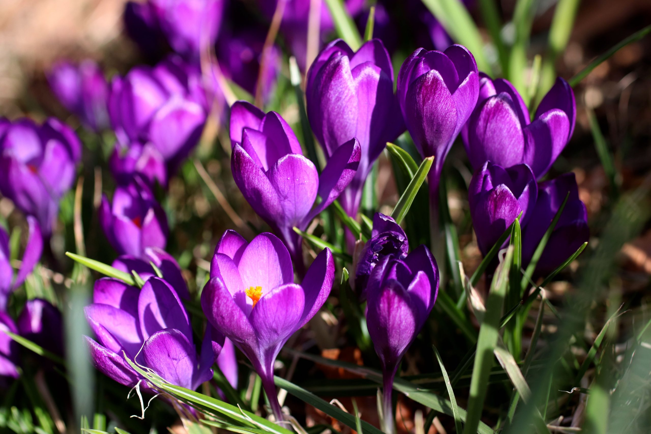 Planting Flower Garden