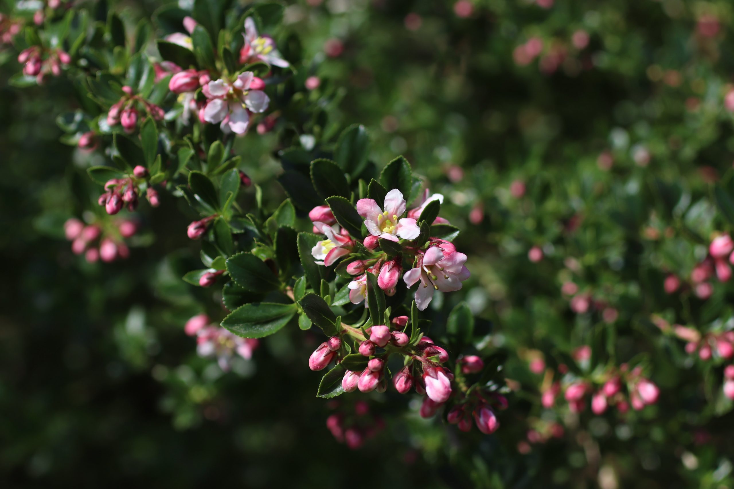 how to maintain flower garden