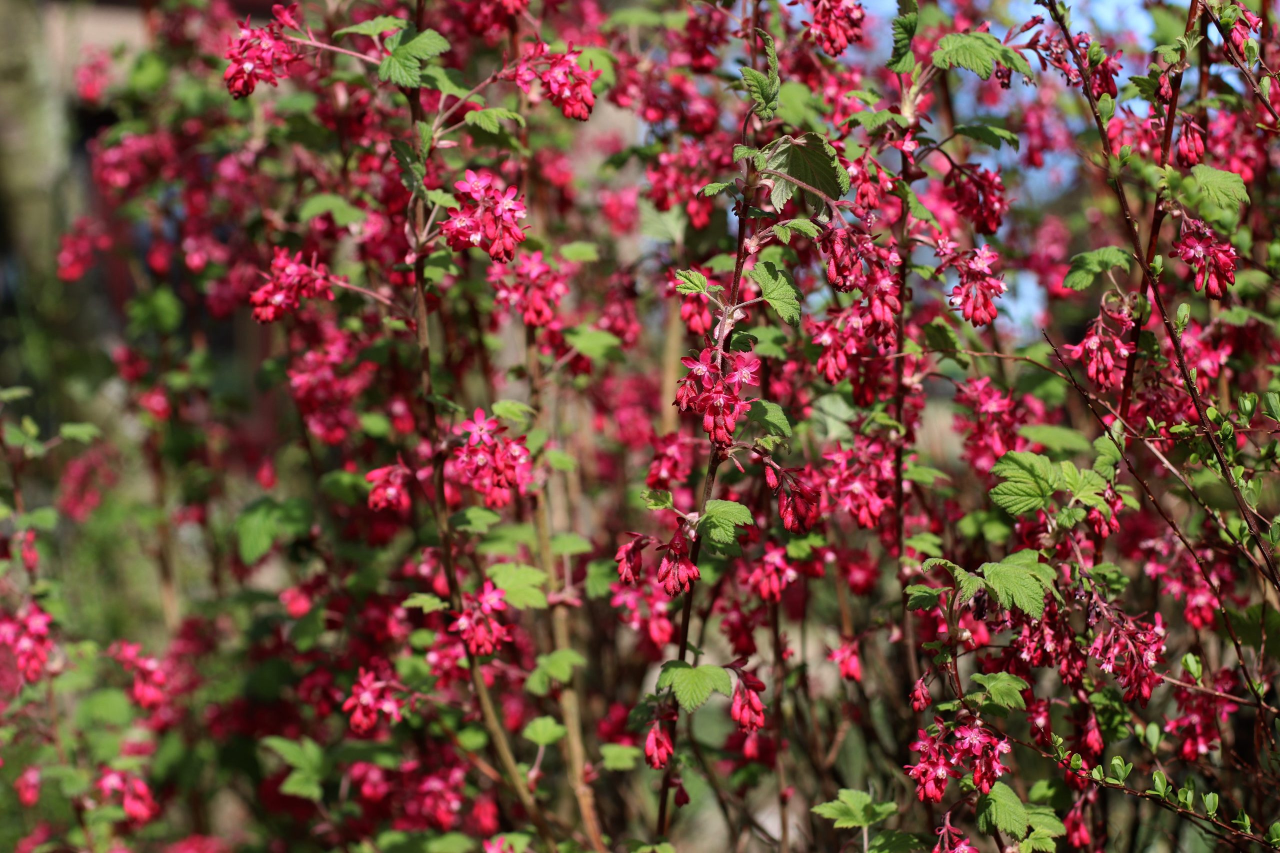 Flowering currant