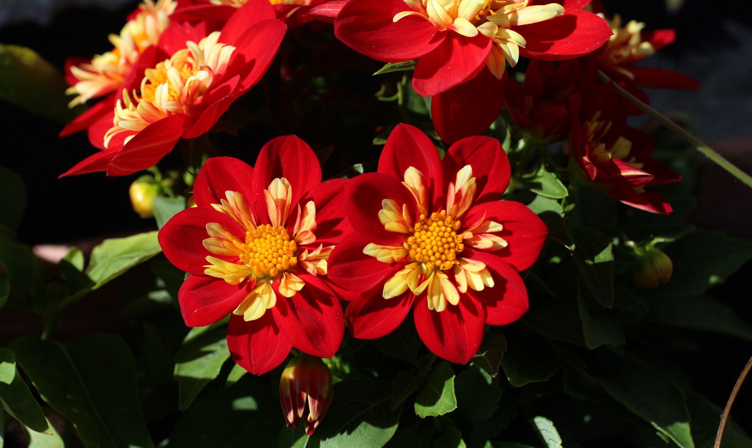 Red flowers