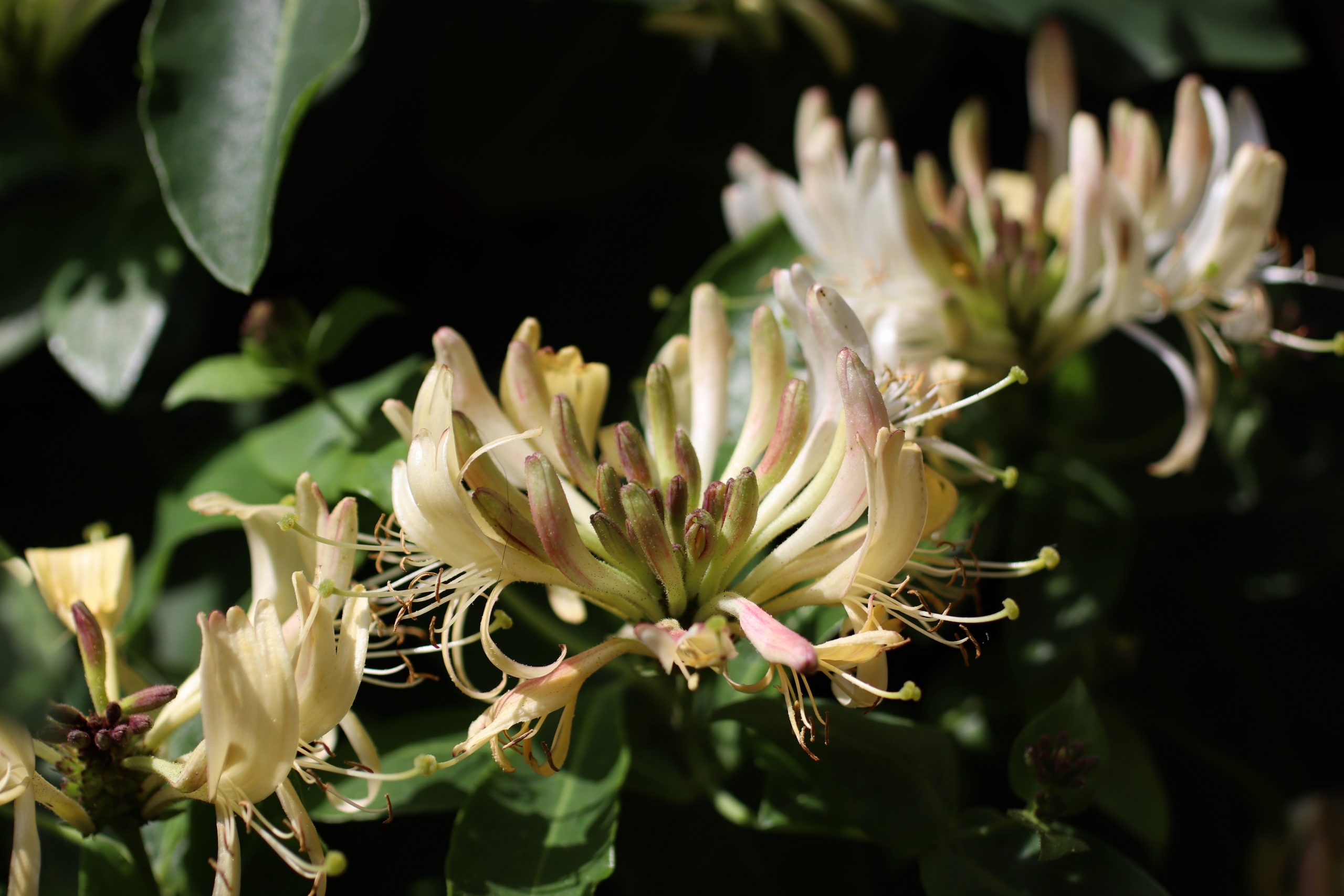 Honeysuckle flower