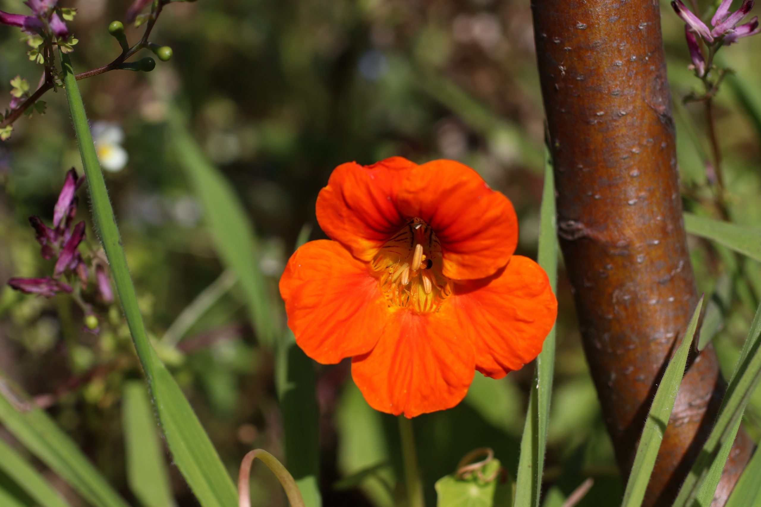 Nasturtium flower