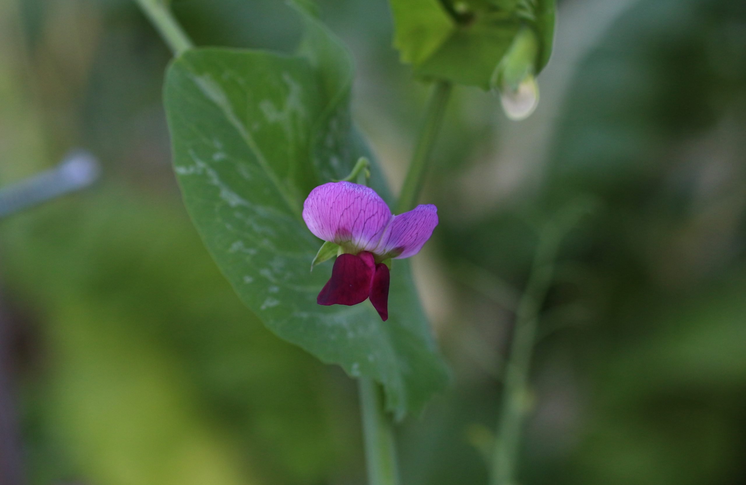 Snow pea flower