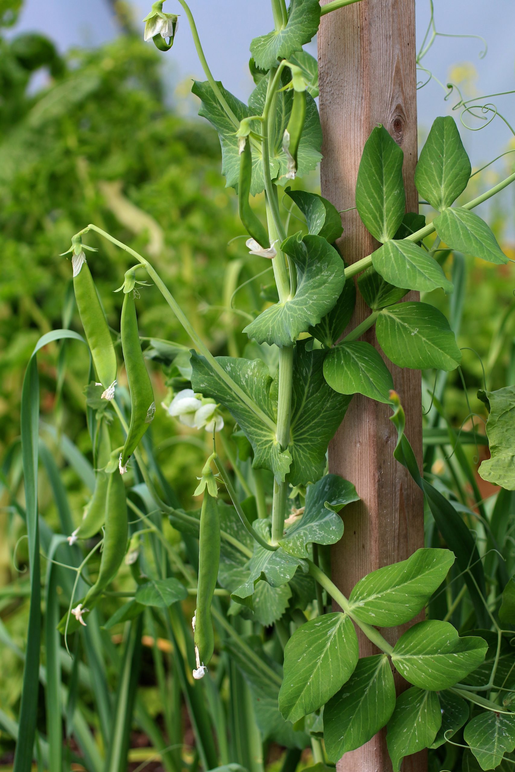 Snow peas climbing up support