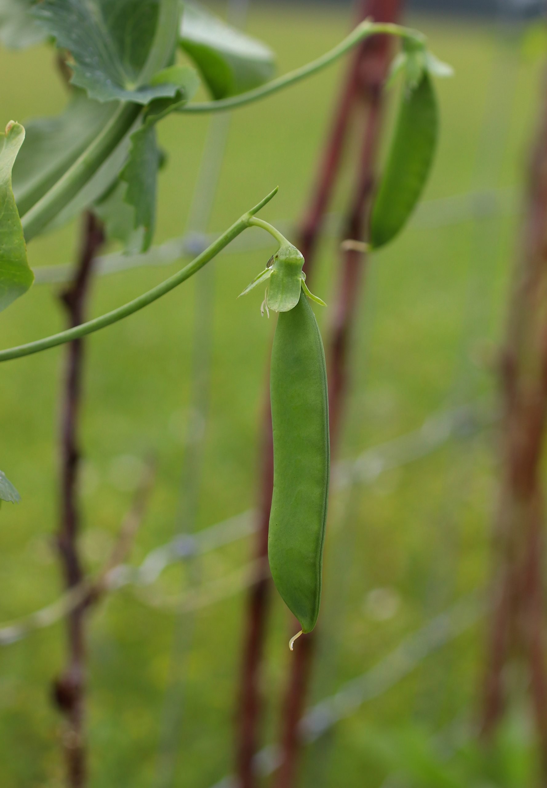 Peas growing along fence