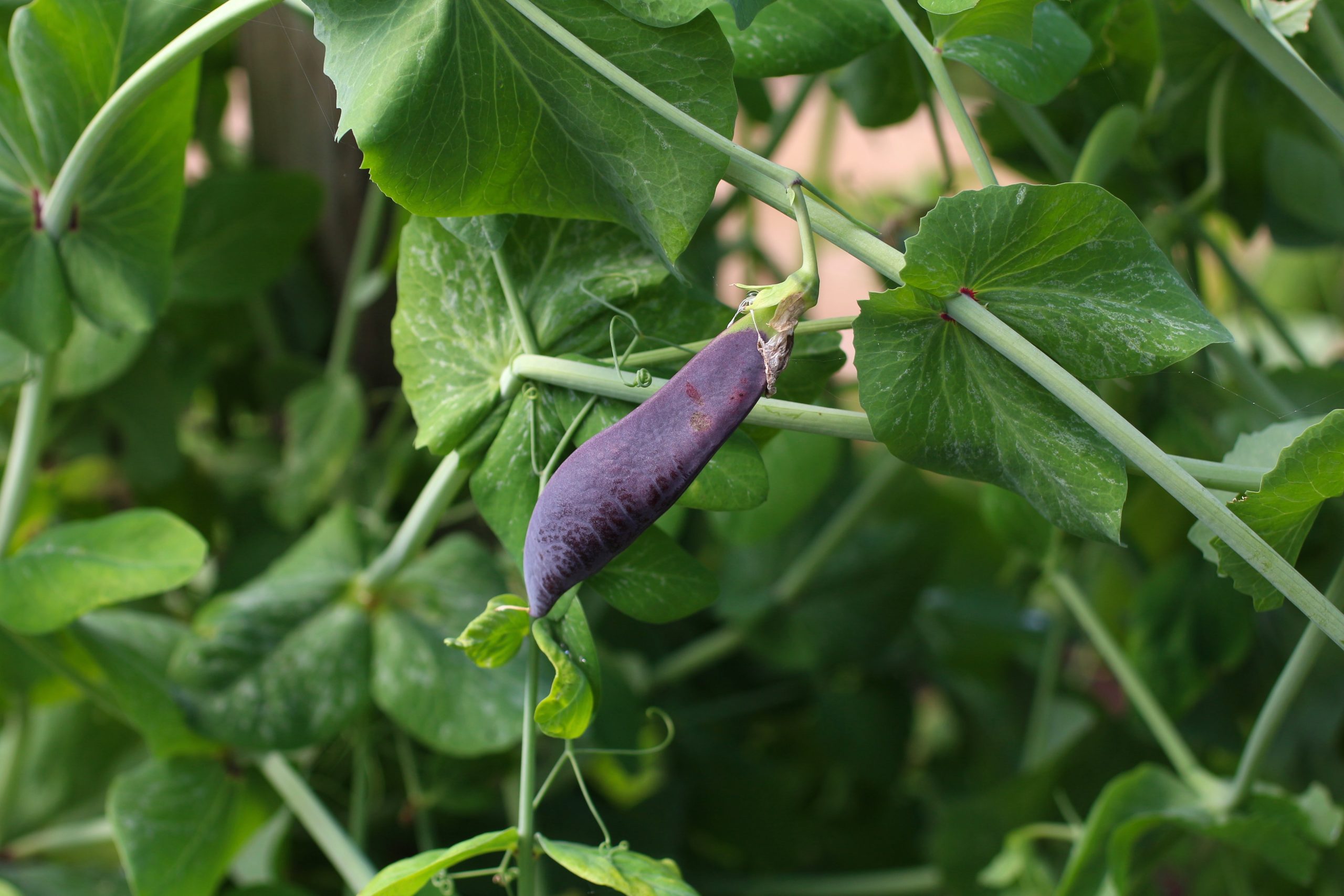 Purple snow pea