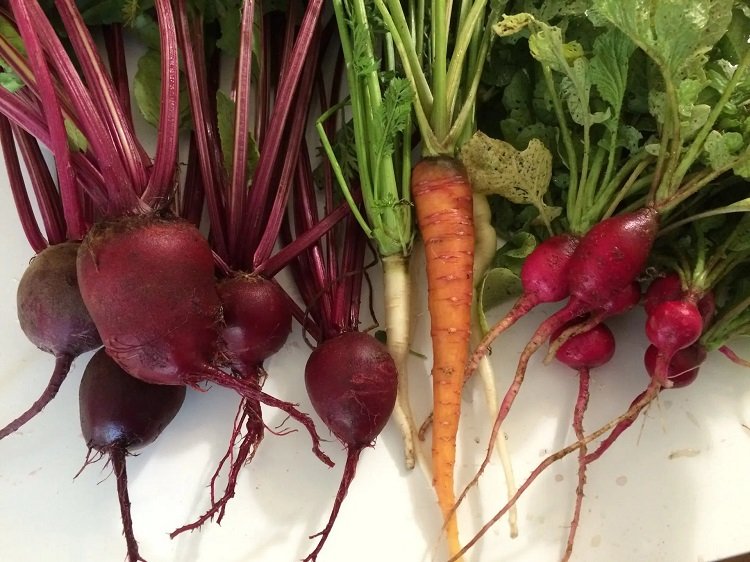 carrots companion planting