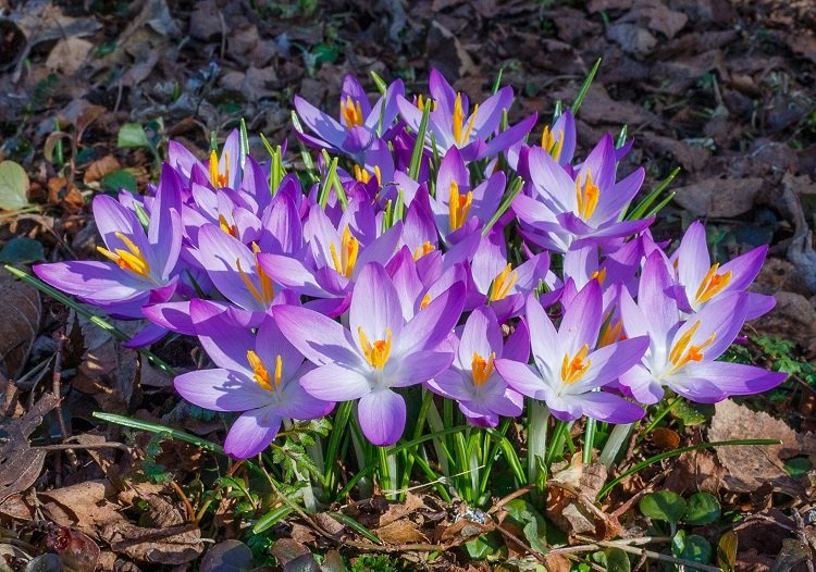 crocus