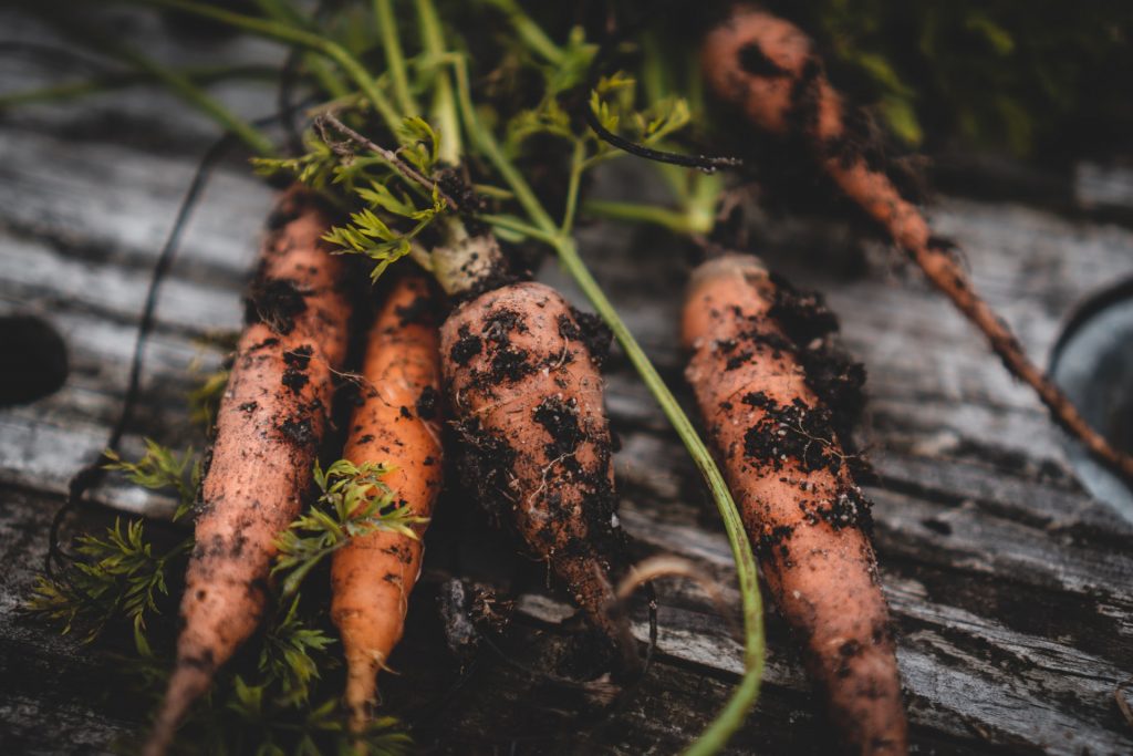 Growing Carrots