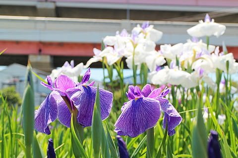 iris flower