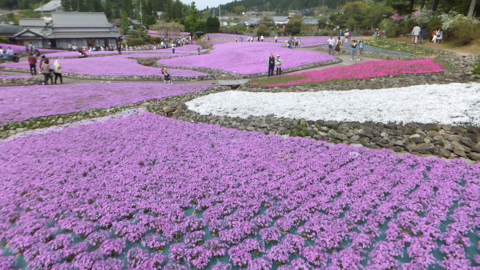 japanese iris flowers