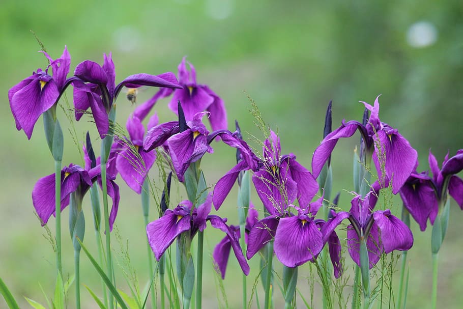 japanese iris purple