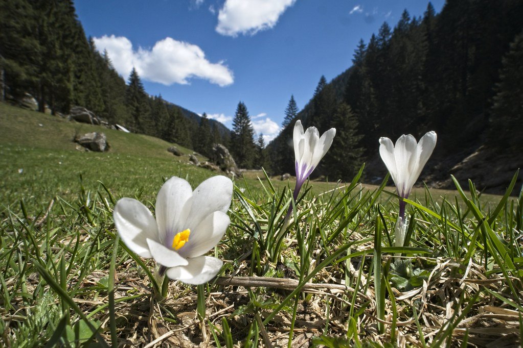 white crocus