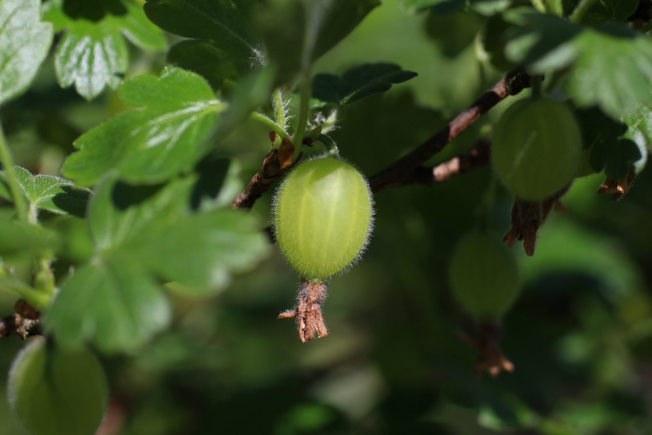 Unripe green gooseberry