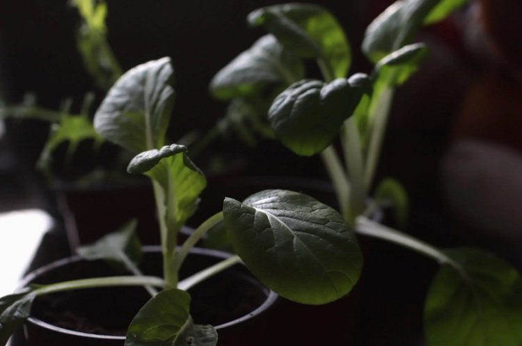 Growing Bok Choy