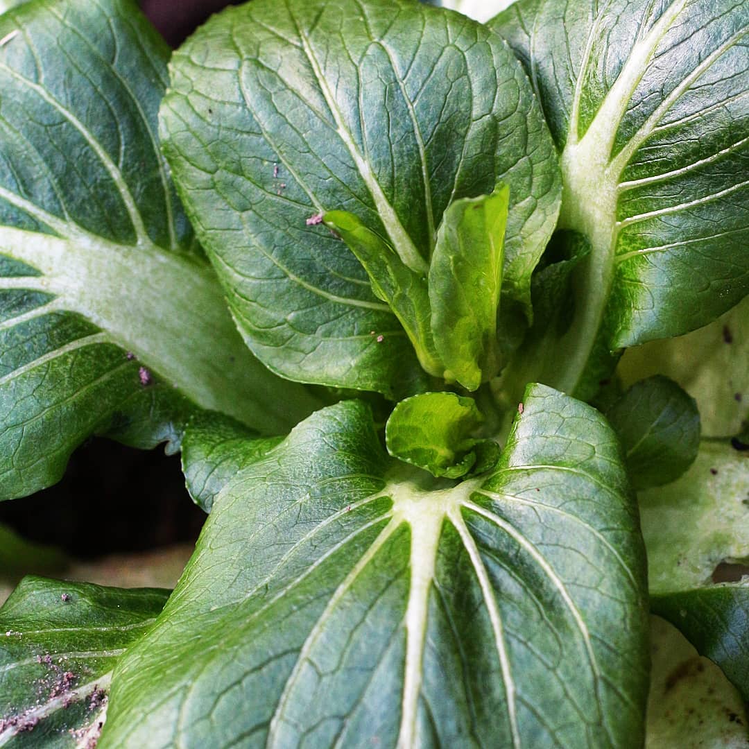 Bok Choy Plants