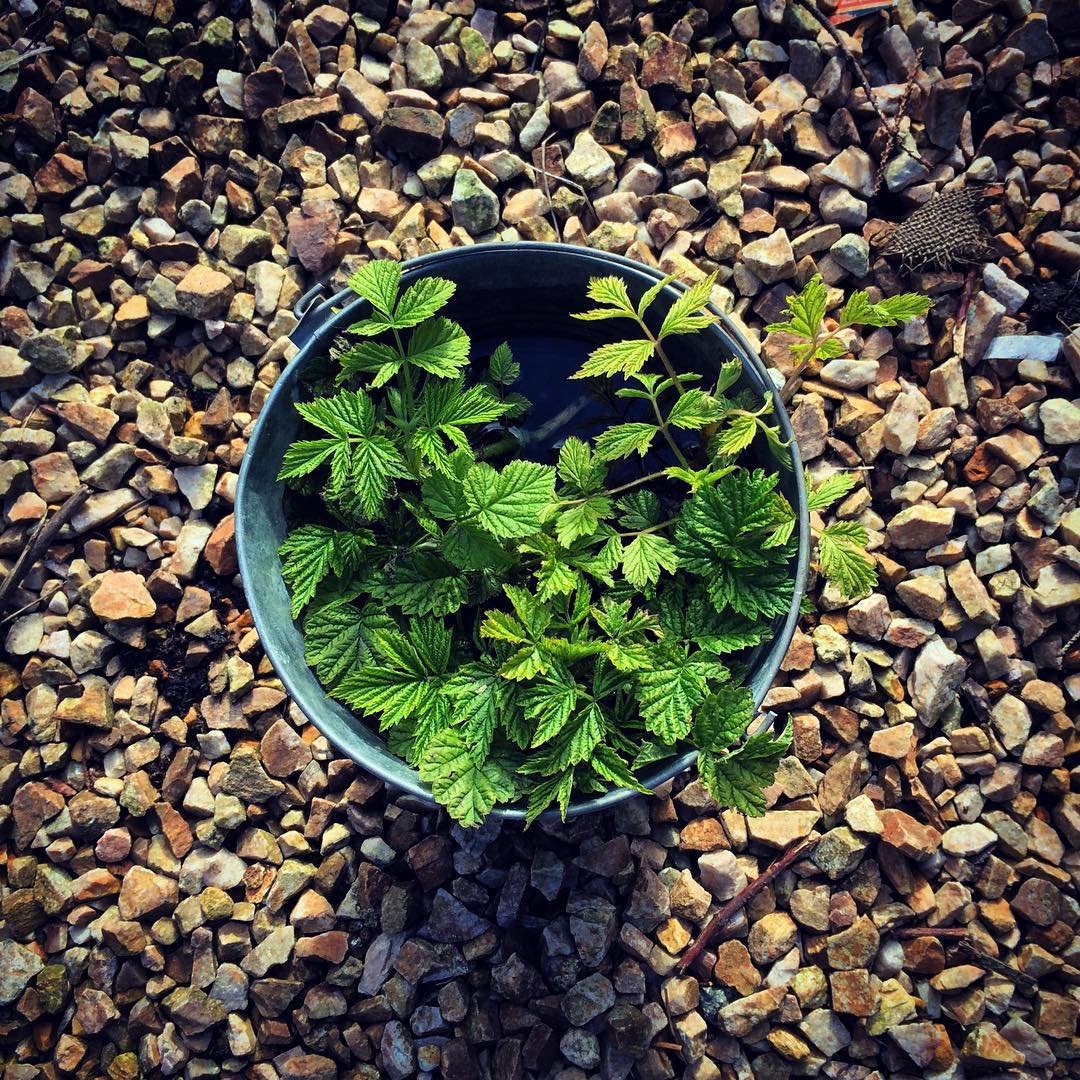 Raspberry runners in bucket