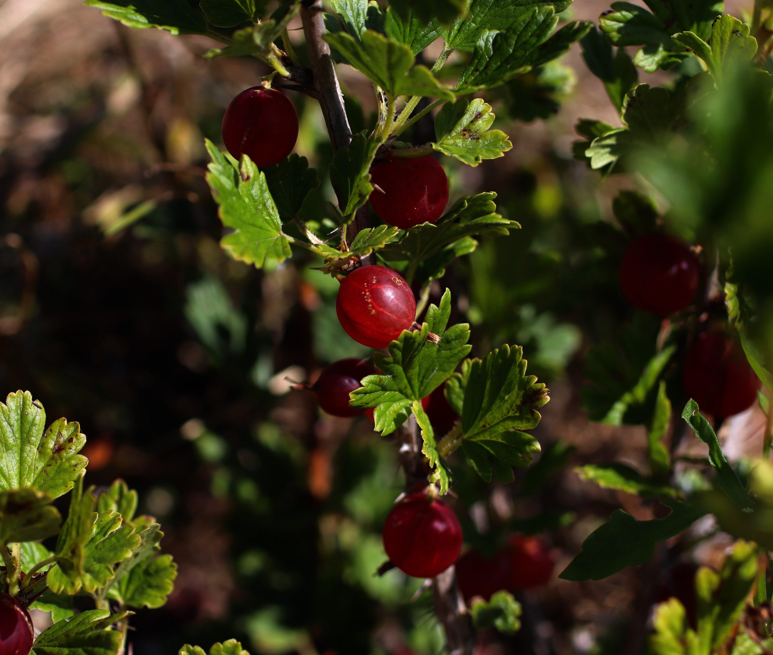 Red gooseberry