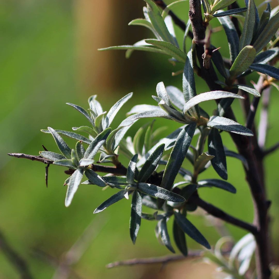 Sea buckthorn leaves