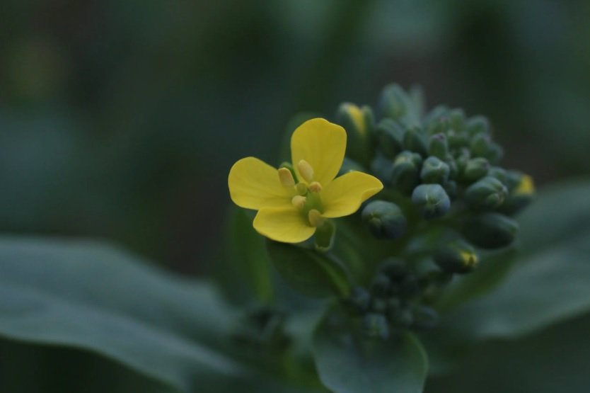 bok choy Bolting