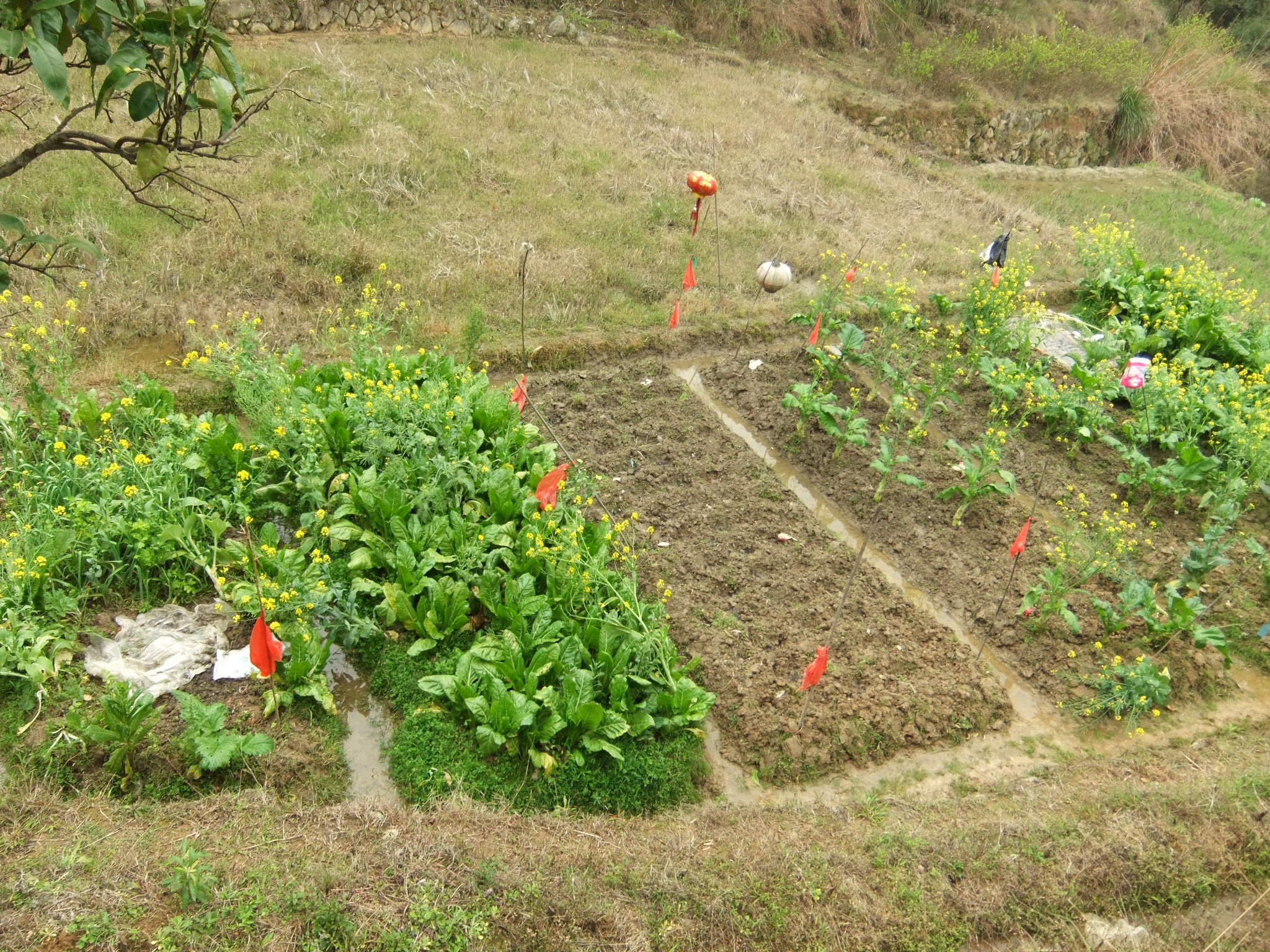 home garden with vegetables