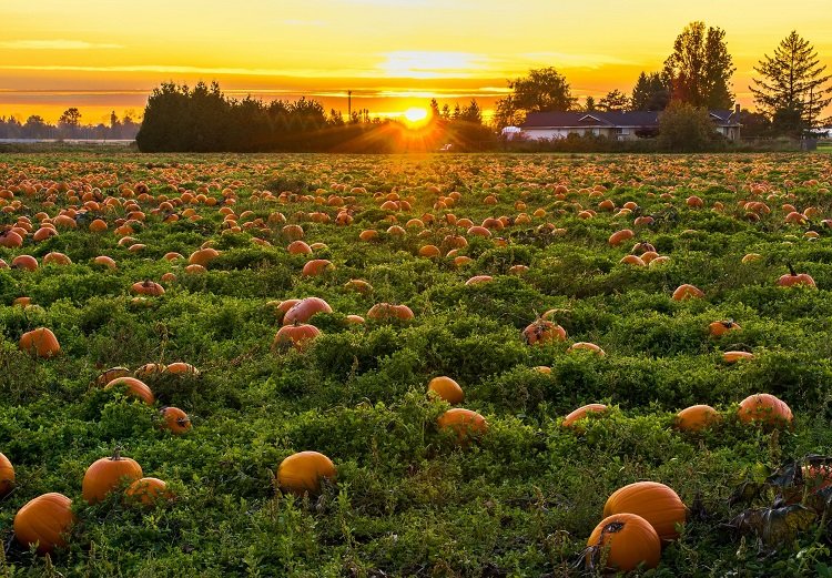 pumpkin garden