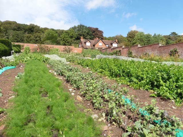 soil for vegetables