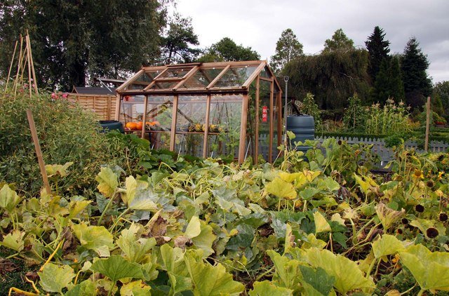 vegetable garden 1