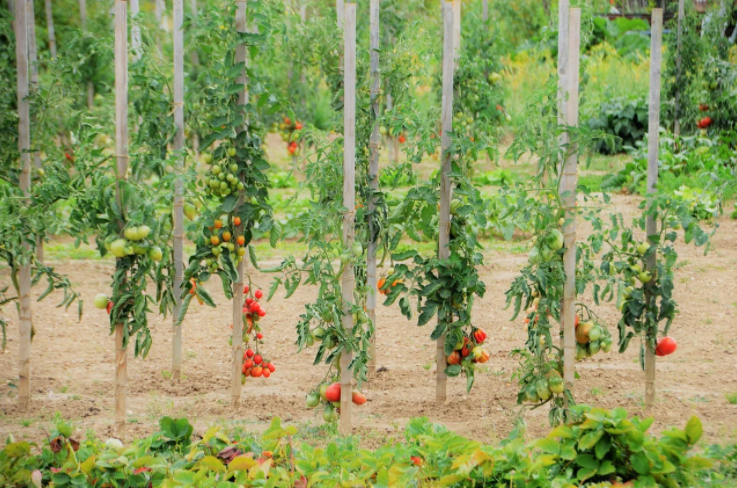 vegetable garden