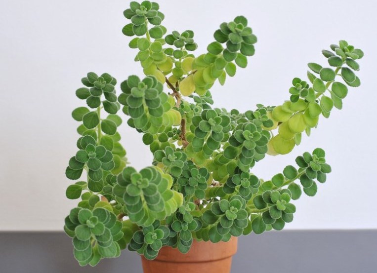 Cuban Oregano Growing