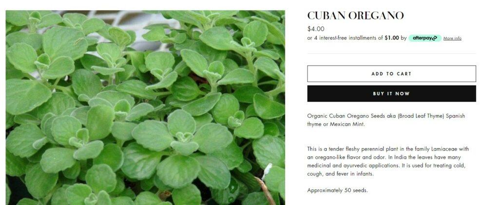 Cuban Oregano Seeds