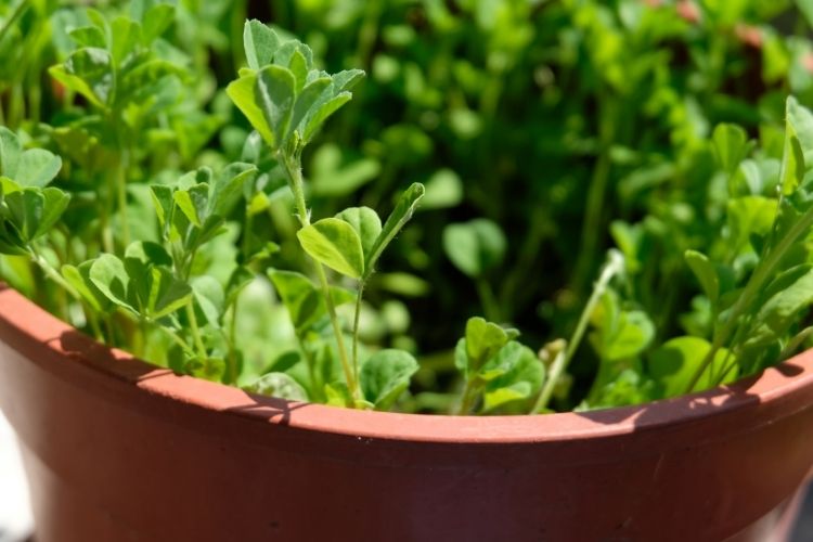 Fenugreek Plant