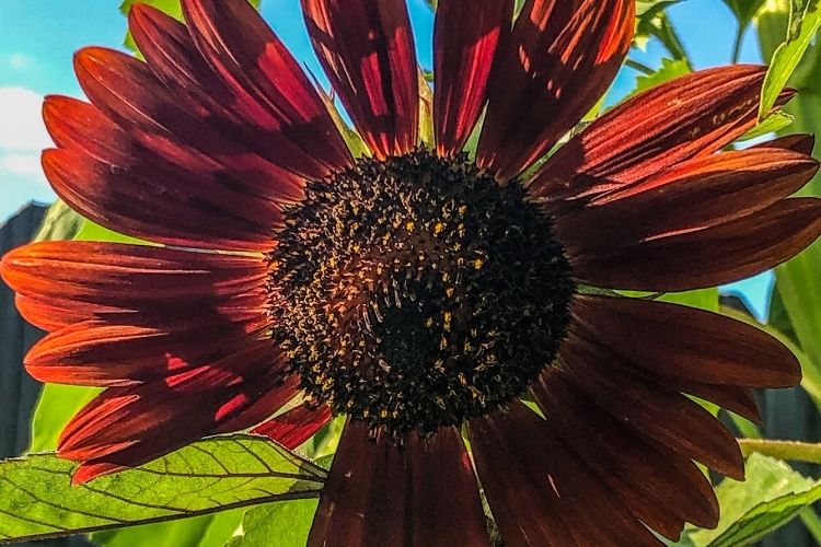 Helianthus Annuus 'Black Beauty'