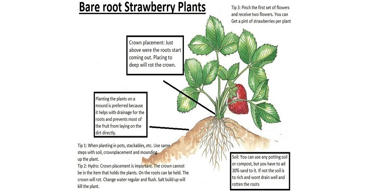 Planting Albion Strawberry