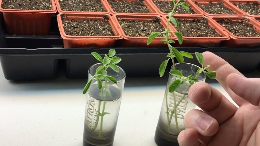 Propagating Cuban Oregano