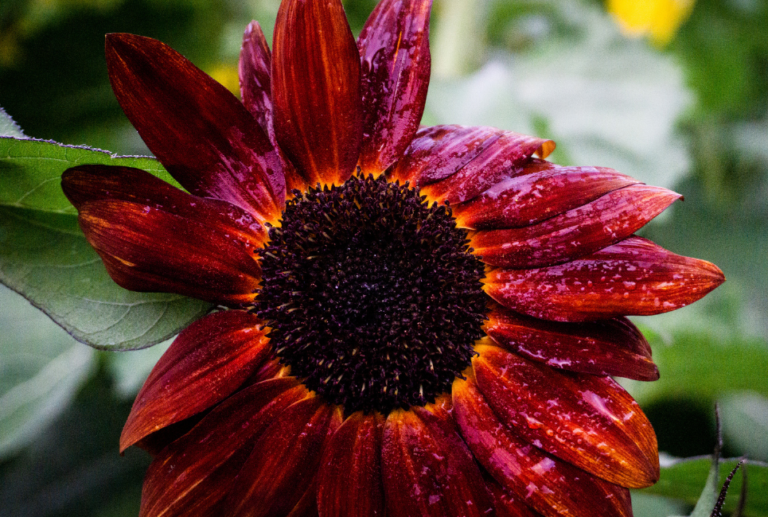 Red Sunflower Growing Guide How to Grow Some In Your Yard