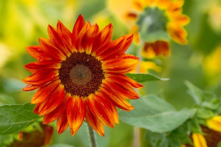 Buy Red Sunflower Plants Online