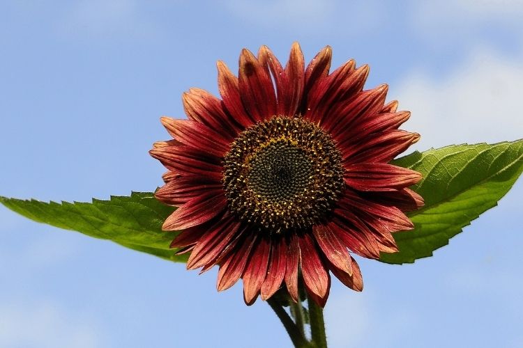 Red Sunflower Treatments and Maintenance