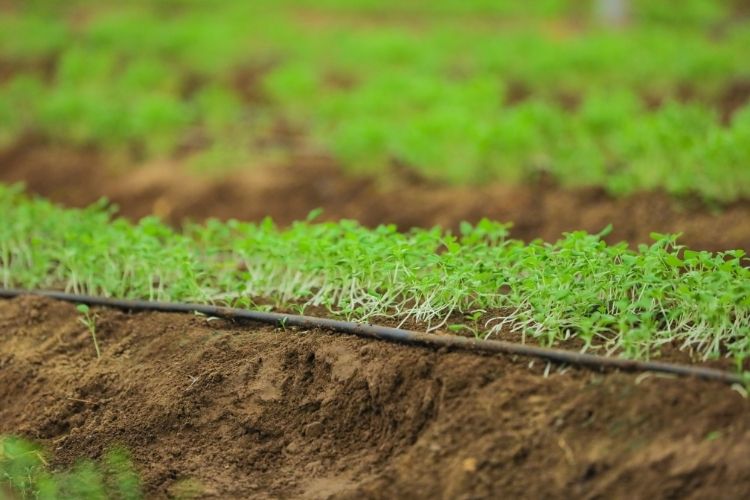 Sowing Fenugreek