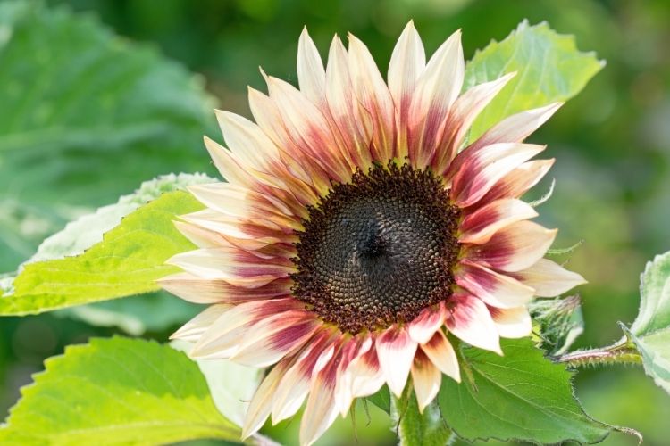 Strawberry Blonde Sunflower