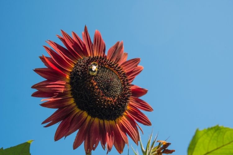 Uses of Red Sunflower