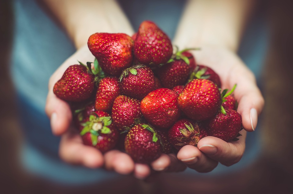 harvesting strawberries