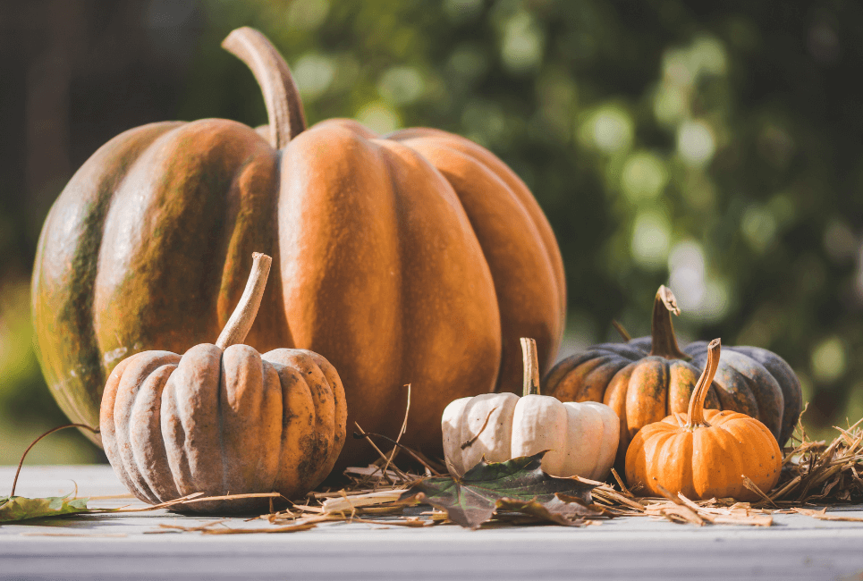 Types of Squash: Acorn Squash