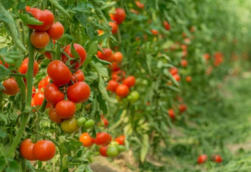 Beefmaster Tomatoes