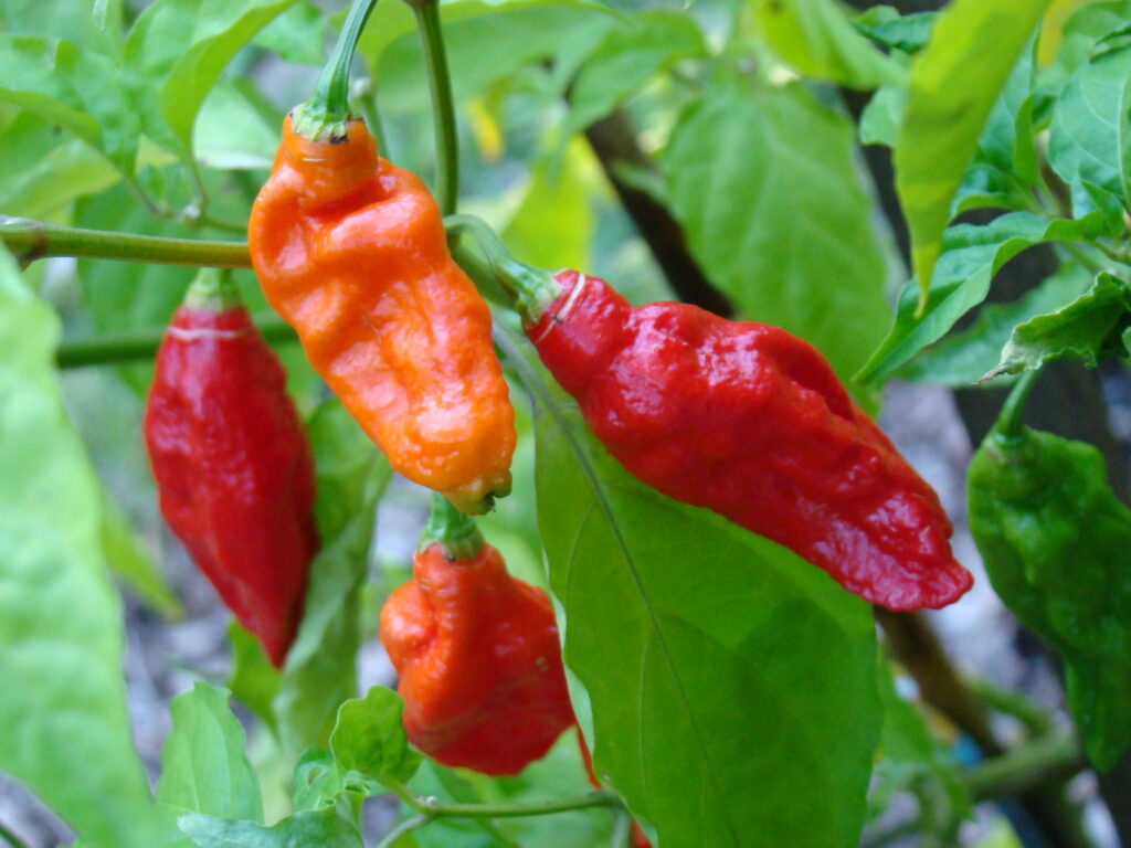 Pepper Types: Bhut Jolokia peppers