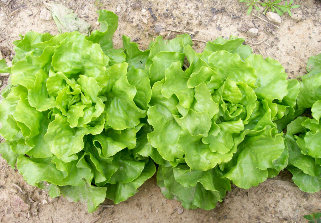 Bibb Lettuce