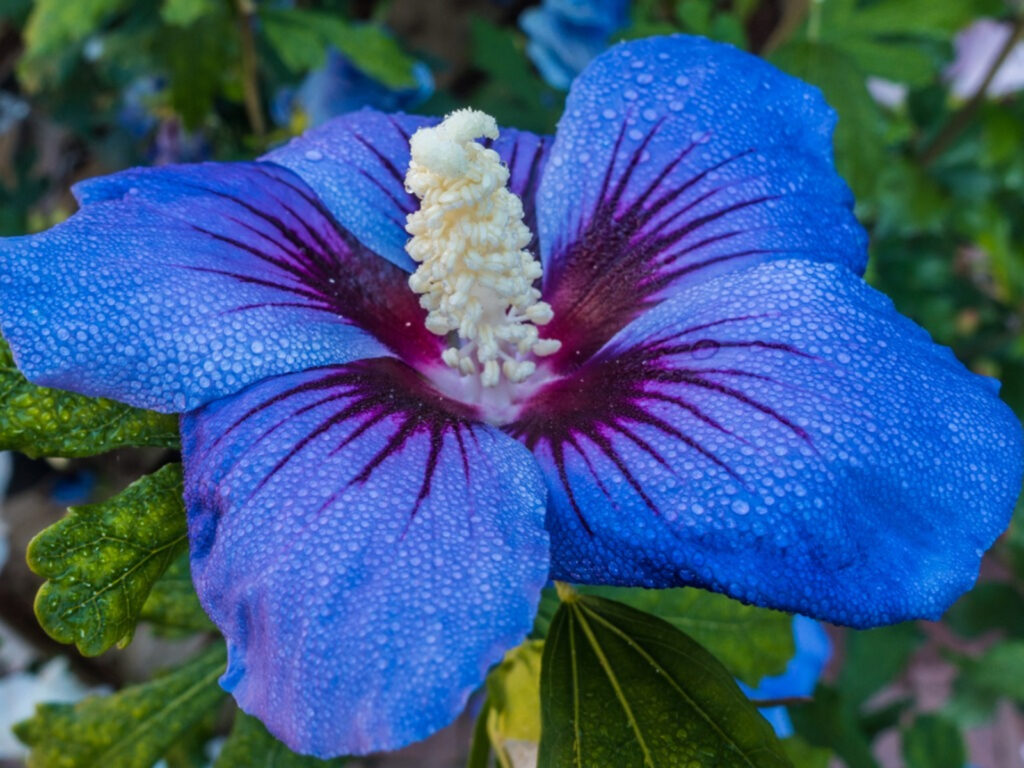 Blue Hibiscus