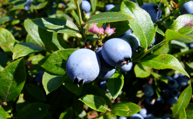 Bluecrop Blueberry Growing 