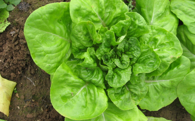 Lettuce Types and Varieties: Boston Lettuce